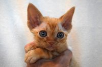 Red Hot Chili - Devon Rex kenel