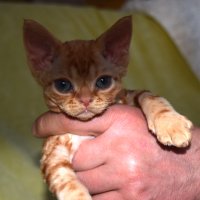 Red Hot Chili - Devon Rex kenel