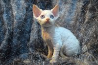 Red Hot Chili - Devon Rex kenel