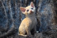 Red Hot Chili - Devon Rex kenel