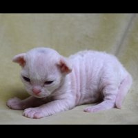 Red Hot Chili - Devon Rex kenel