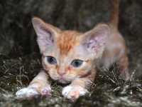 Red Hot Chili - Devon Rex kenel