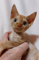 Red Hot Chili - Devon Rex kenel