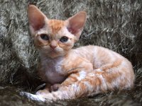 Red Hot Chili - Devon Rex kenel