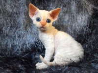 Red Hot Chili - Devon Rex kenel