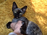 Red Hot Chili - Devon Rex kenel