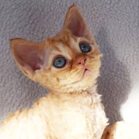 Red Hot Chili - Devon Rex kenel