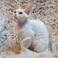 Red Hot Chili - Devon Rex kenel