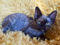 Red Hot Chili - Devon Rex kenel