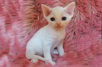 Red Hot Chili - Devon Rex kenel