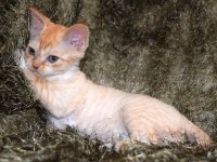 Red Hot Chili - Devon Rex kenel