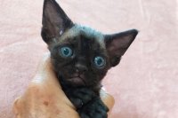 Red Hot Chili - Devon Rex kenel