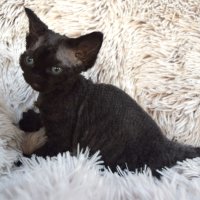 Red Hot Chili - Devon Rex kenel