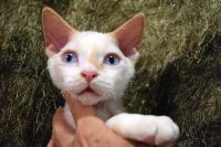 Red Hot Chili - Devon Rex kenel