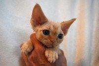 Red Hot Chili - Devon Rex kenel