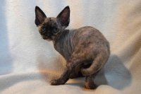 Red Hot Chili - Devon Rex kenel