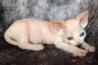 Red Hot Chili - Devon Rex kenel