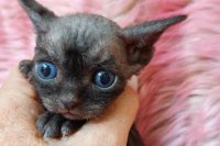 Red Hot Chili - Devon Rex kenel