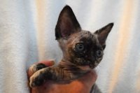 Red Hot Chili - Devon Rex kenel