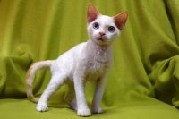 Red Hot Chili - Devon Rex kenel