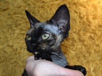 Red Hot Chili - Devon Rex kenel