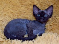 Red Hot Chili - Devon Rex kenel