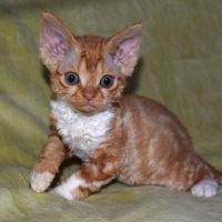 Red Hot Chili - Devon Rex kenel