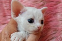 Red Hot Chili - Devon Rex kenel