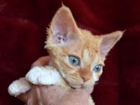 Red Hot Chili - Devon Rex kenel