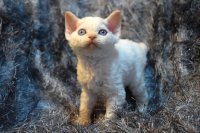 Red Hot Chili - Devon Rex kenel