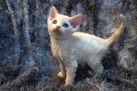 Red Hot Chili - Devon Rex kenel