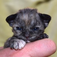 Red Hot Chili - Devon Rex kenel