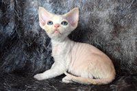 Red Hot Chili - Devon Rex kenel