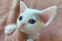 Red Hot Chili - Devon Rex kenel