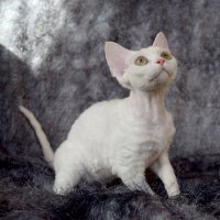 Red Hot Chili - Devon Rex kenel