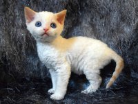 Red Hot Chili - Devon Rex kenel