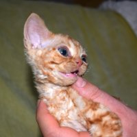 Red Hot Chili - Devon Rex kenel