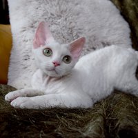 Red Hot Chili - Devon Rex kenel