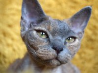 Red Hot Chili - Devon Rex kenel