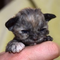 Red Hot Chili - Devon Rex kenel