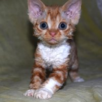 Red Hot Chili - Devon Rex kenel