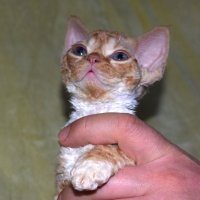 Red Hot Chili - Devon Rex kenel