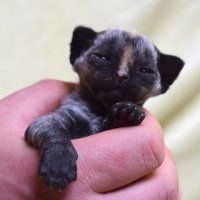 Red Hot Chili - Devon Rex kenel