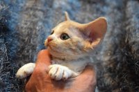 Red Hot Chili - Devon Rex kenel