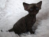 Red Hot Chili - Devon Rex kenel