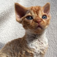 Red Hot Chili - Devon Rex kenel