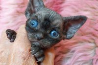 Red Hot Chili - Devon Rex kenel