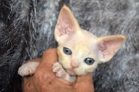 Red Hot Chili - Devon Rex kenel