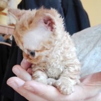 Red Hot Chili - Devon Rex kenel