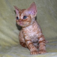 Red Hot Chili - Devon Rex kenel